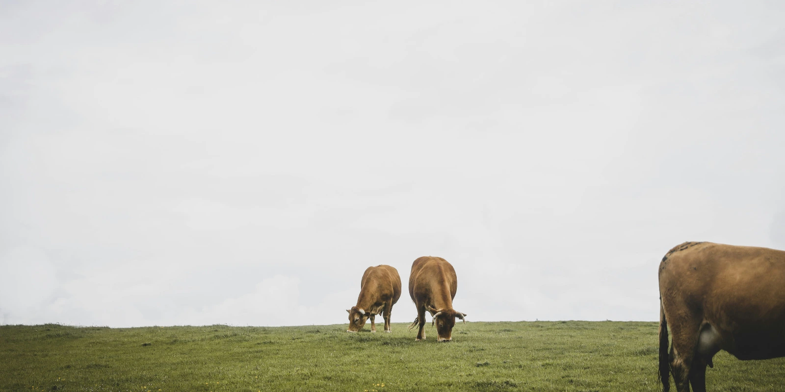 Gestion de Projet : Méthodologies et Outils de Planification
