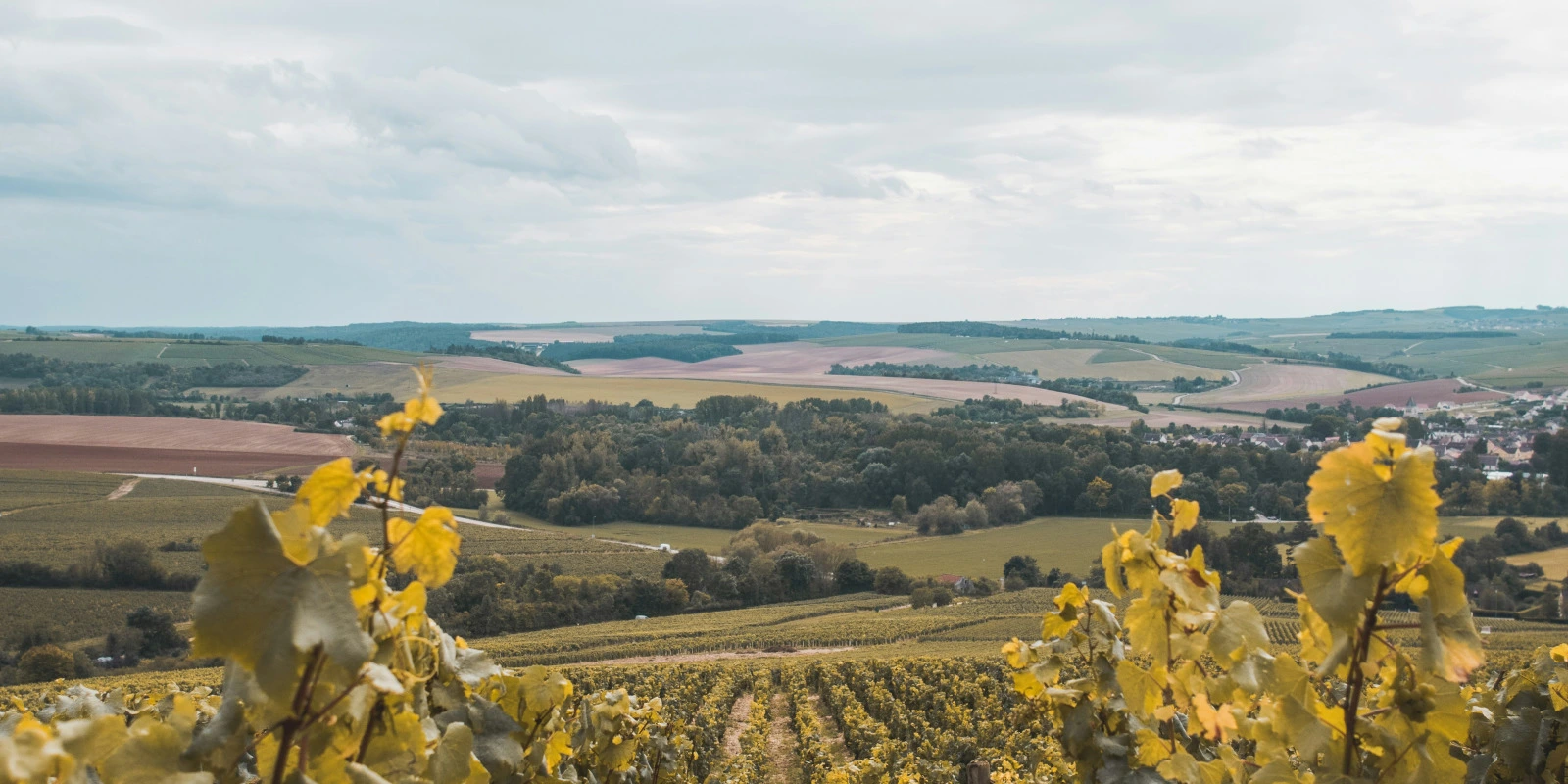Licence Gestion et Management à l'IAE Lyon 3